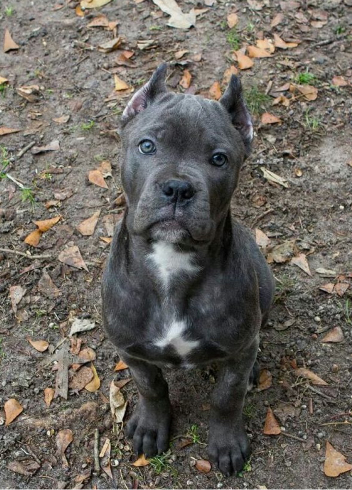 cane corso šťena